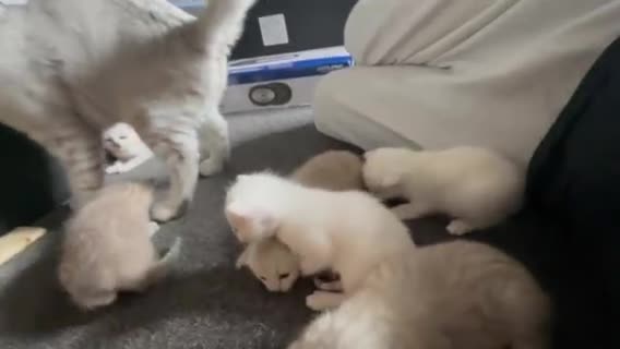 British Shorthair cats for sale: Beautiful BSH kittens  - Video 3