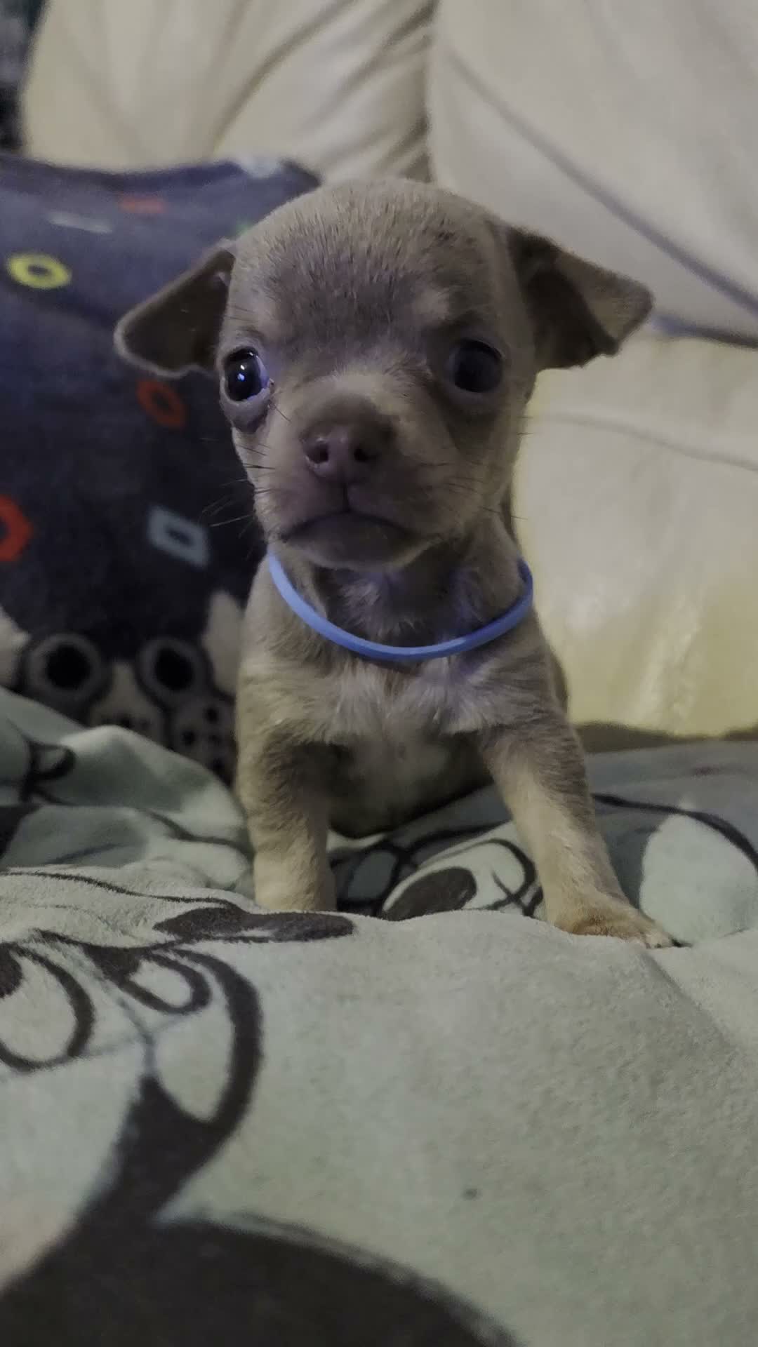 Chihuahua dogs for sale: Beautiful Chihuahua Puppies Lookin for 4ever Homes - Video 3