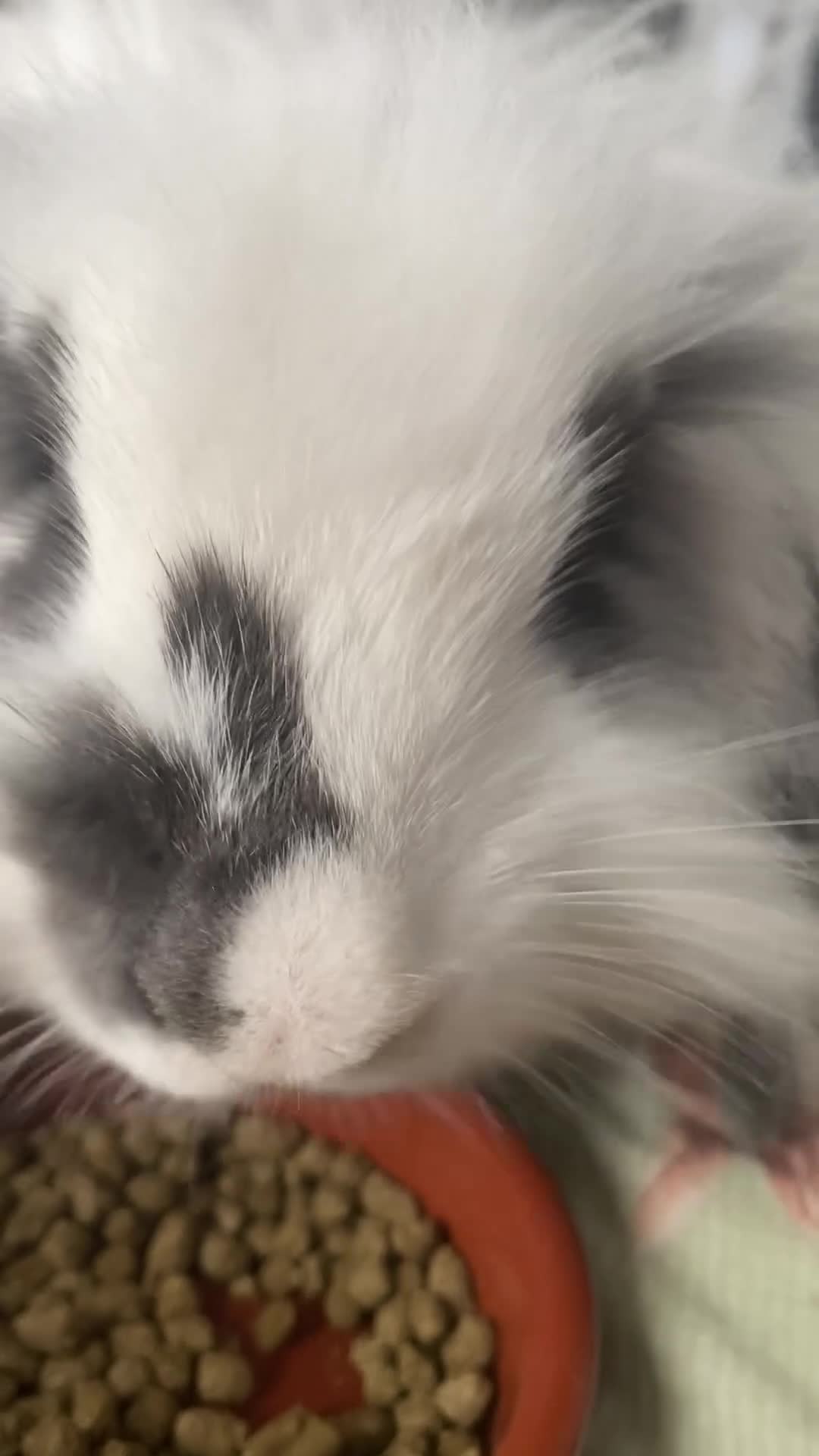 Mixed Breed rabbits for sale: Lionhead*Lop Coco ❤️ - Video 1