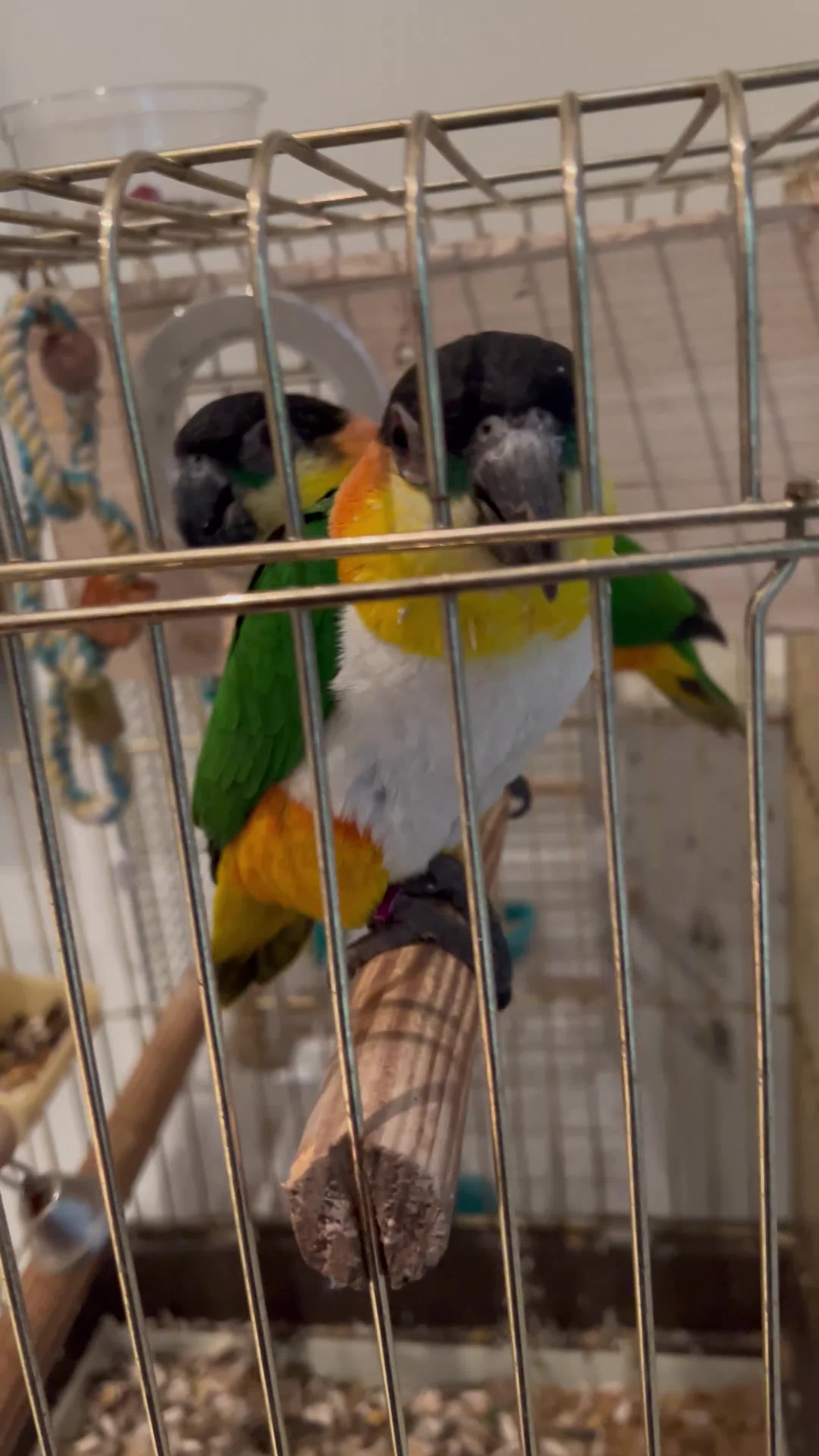 Parrots birds for sale: Caique parrots male and female  - Video 2