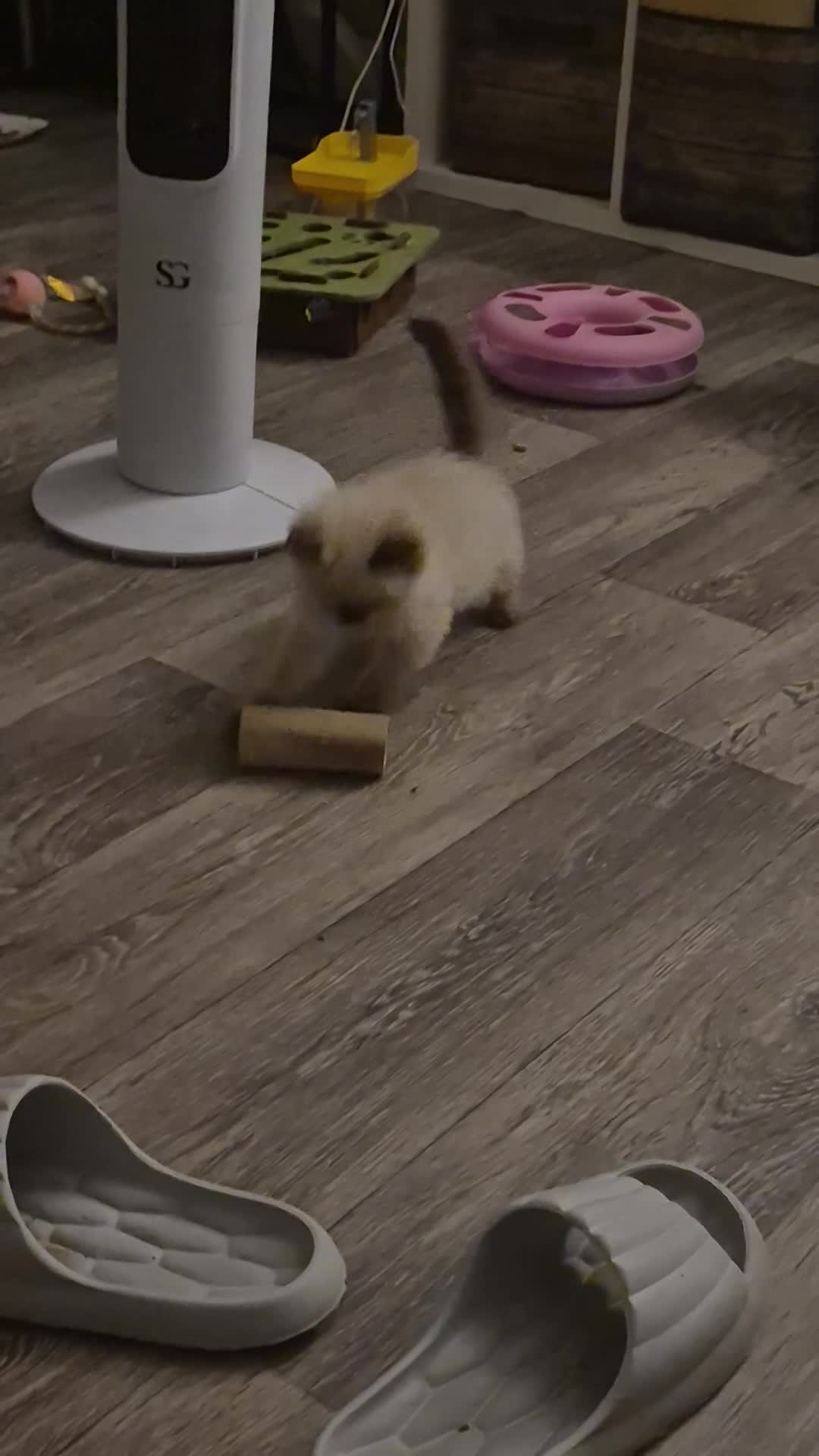 Ragdoll cats for sale: Only Male from first time mummy - Video 1