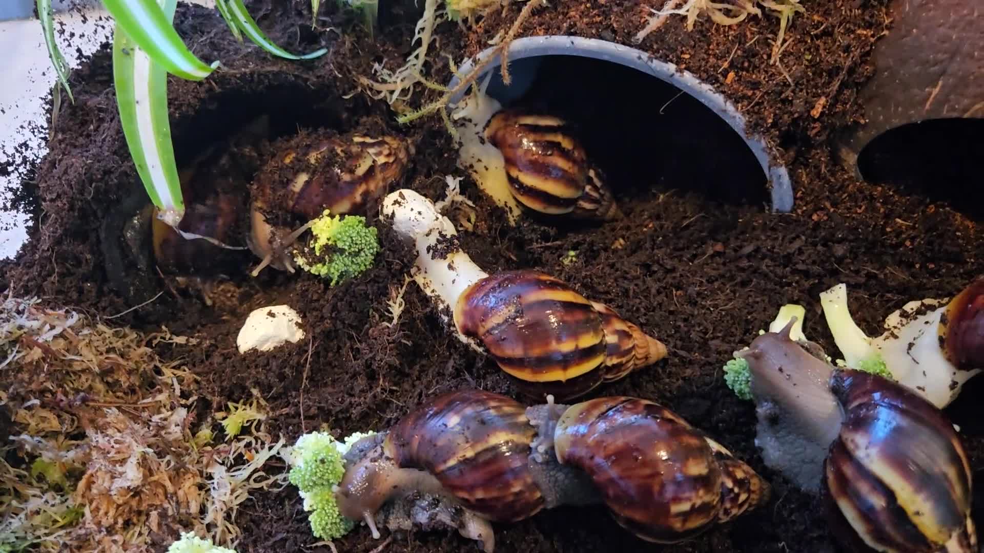 Snails invertebrates for sale: Juvenile african snails buy 1 get 1 free  - Video 1