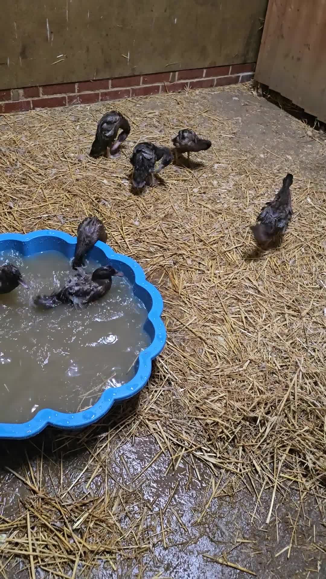 Ducks poultry for sale: Khaki campbell  - Video 1