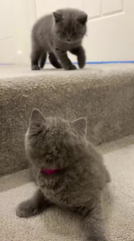 British Shorthair cats for sale: British shorthair blue kittens - pedigree GCCF - Video 2