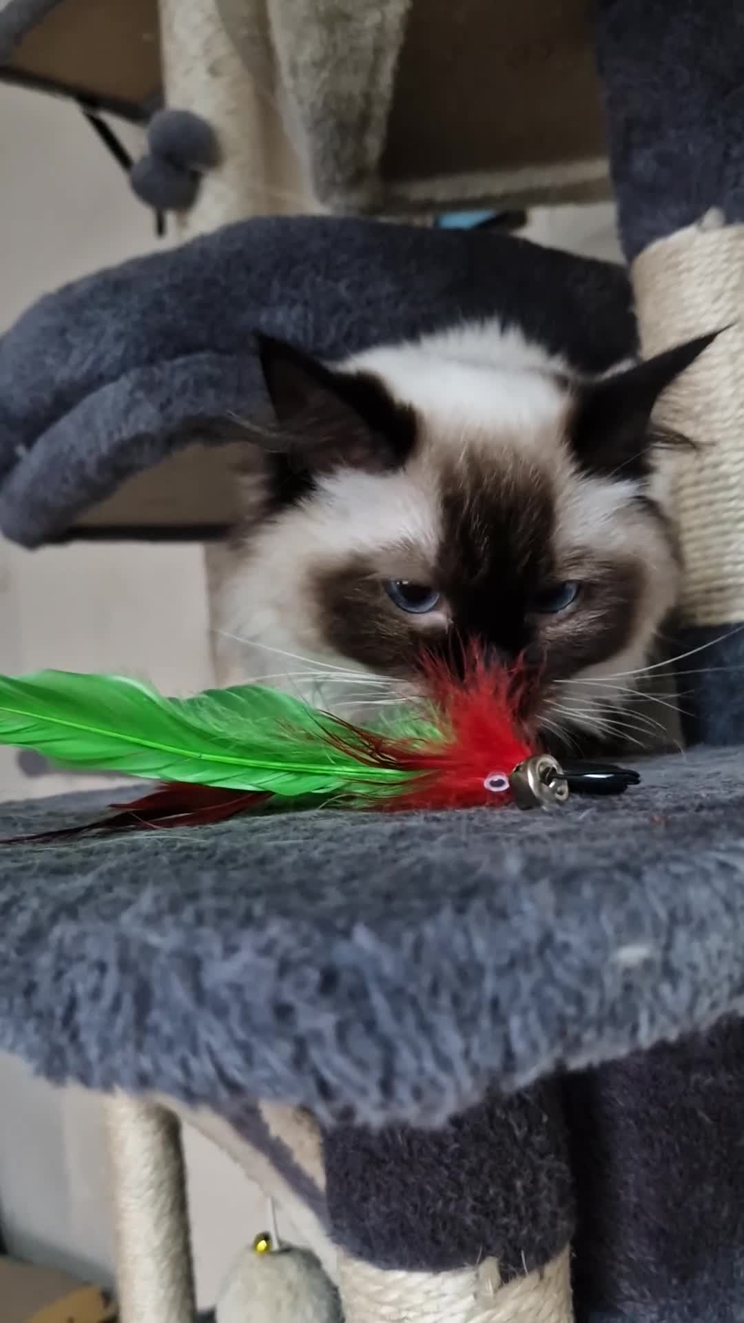 Ragdoll cats for sale: 2 bonded Ragdolls girls  - Video 1