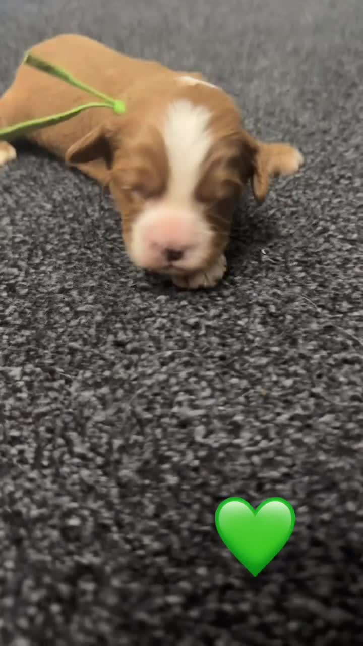 Cavapoo dogs for sale: F1 cavapoos 🥰dna health clear parents,💙🩷  - Video 4