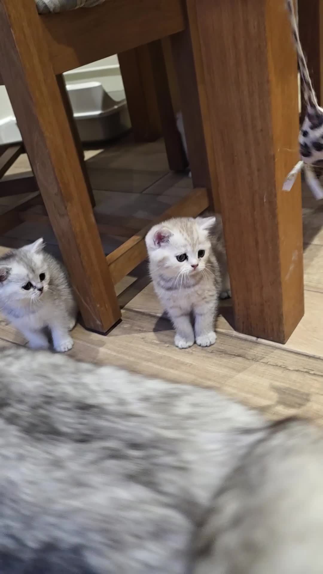 Scottish Fold cats for sale: *LAST LITTLE GIRL REMAINING* STUNNING TICA BABIES - Video 4