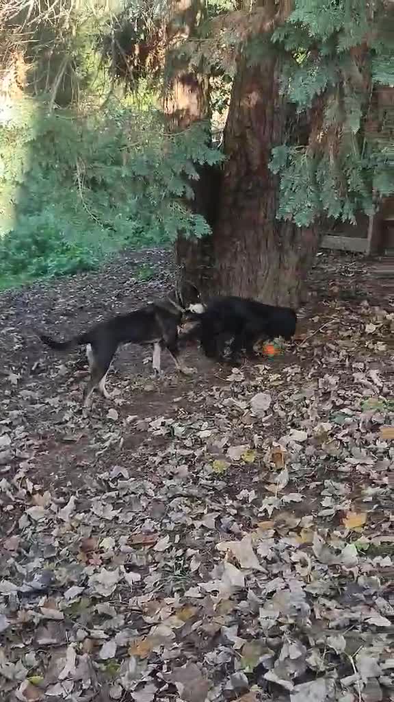 Coonhound dogs for adoption: Hound like loving Mike  - Video 3