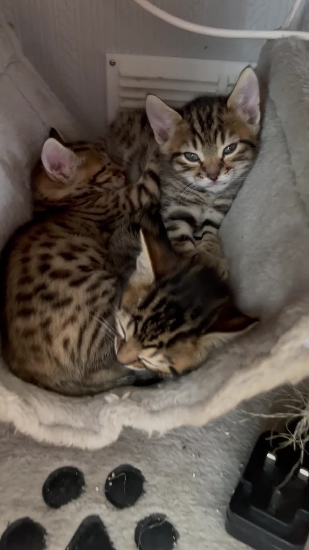 Bengal cats for sale: Beautiful Bengal Kittens for Sale, Pure Bengal Mum - Video 2