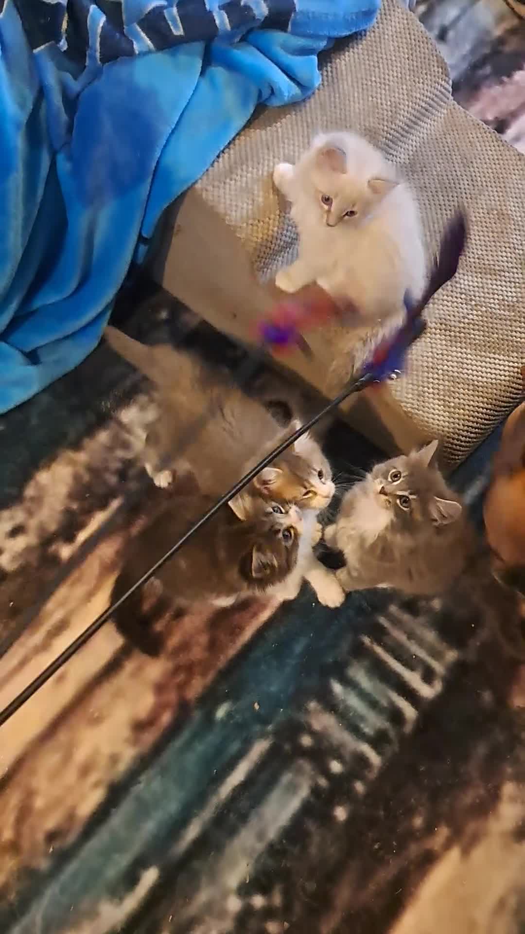 Mixed Breed cats for sale: Beautiful maine coon mix kittens available 💜 - Video 1