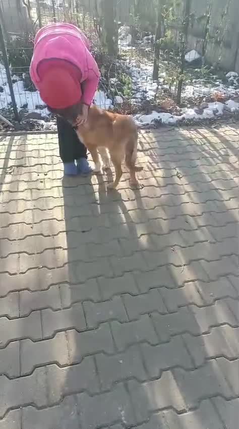 Mixed Breed dogs for adoption: 🐾Meet CHARLIE🐾 - a Lovely Boy for a Loving Home - Video 5