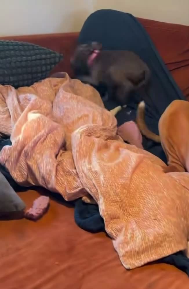 Staffordshire Bull Terrier dogs for sale: Outstanding  %100 Health Tested Staffy Puppies - Video 3