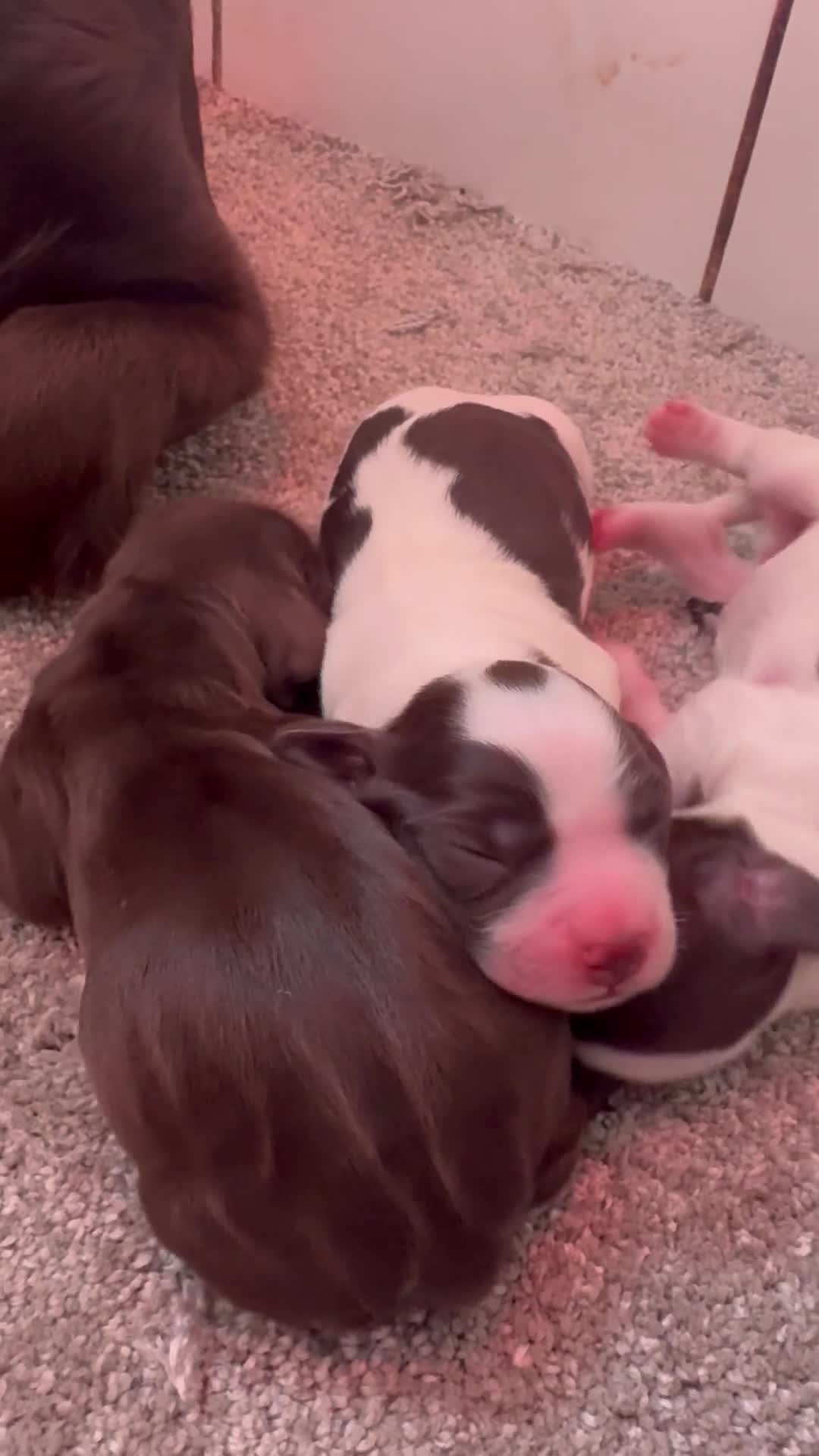 Sprocker dogs for sale: Sprocker Spaniels  in Consett - Video 2