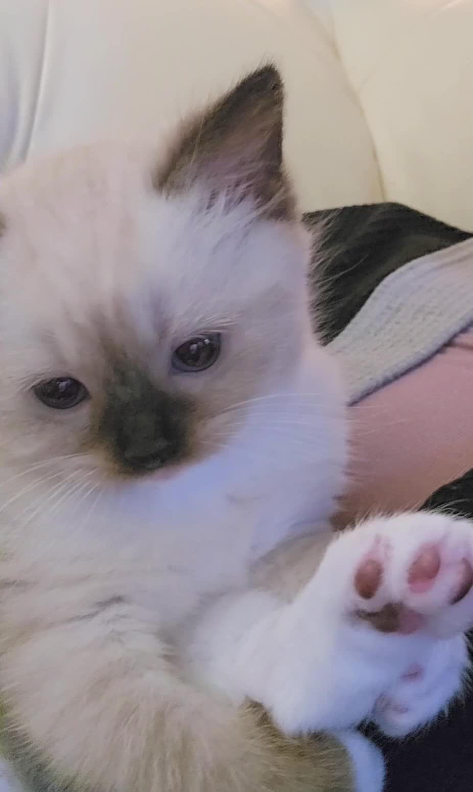 Ragdoll cats for sale: Three Ragdoll kittens - One Male left - Video 1