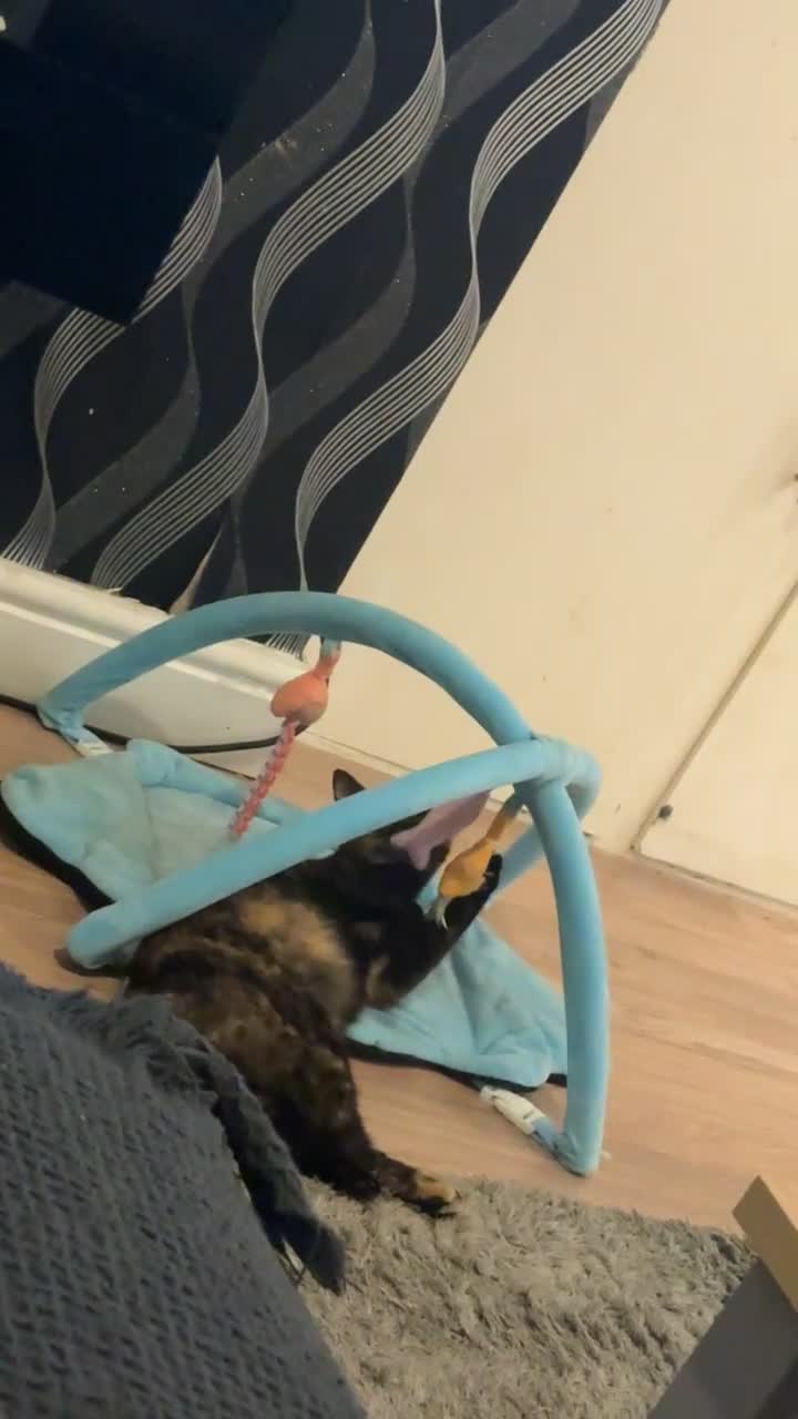 Mixed Breed cats for sale: 2 cats for sale  - Video 1