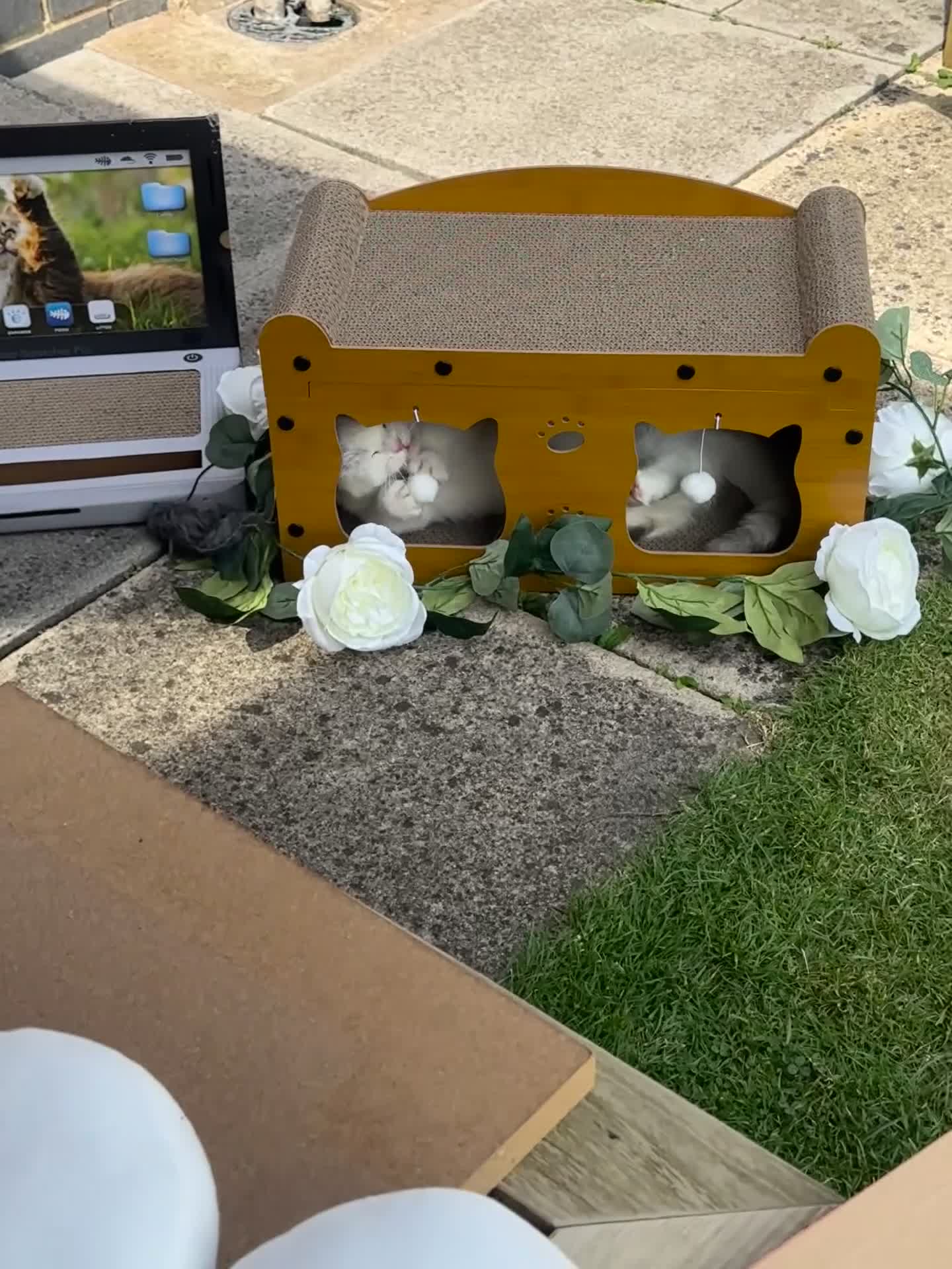 Munchkin cats for sale: Munchkin female  - Video 2