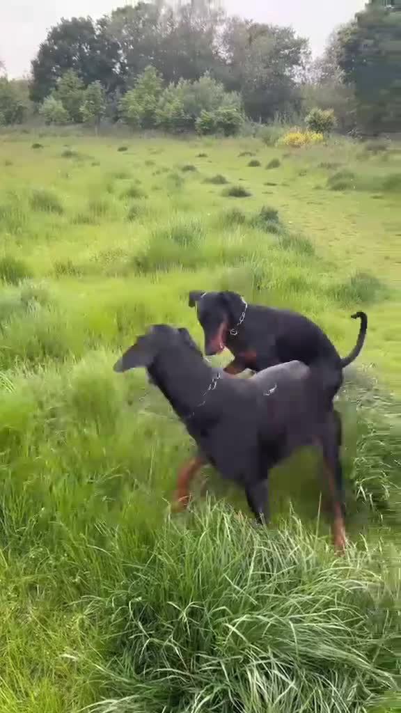 Dobermann dogs for sale: Dobermann 2 boys 2 girls  - Video 3