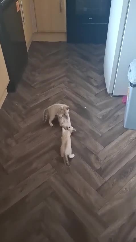 Bengal cats for sale: Snow Bengal kitten - Video 1