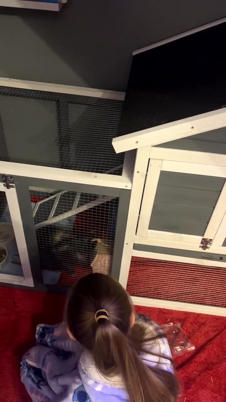 Mixed Breed rabbits for sale: Male grey rabbit  - Video 3