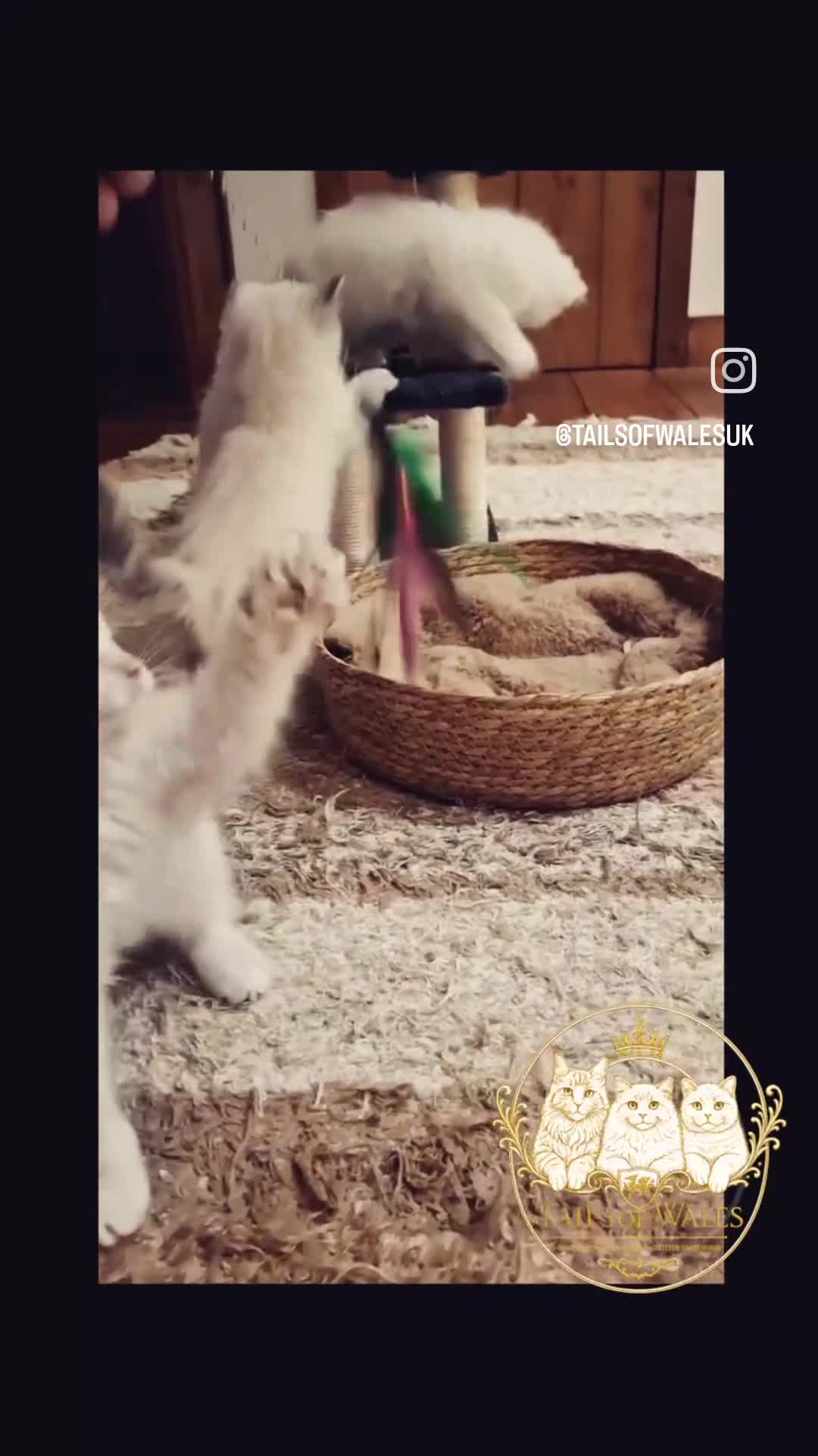 Ragdoll cats for sale: All sold! TICA Registered Ragdoll Kittens - Video 1