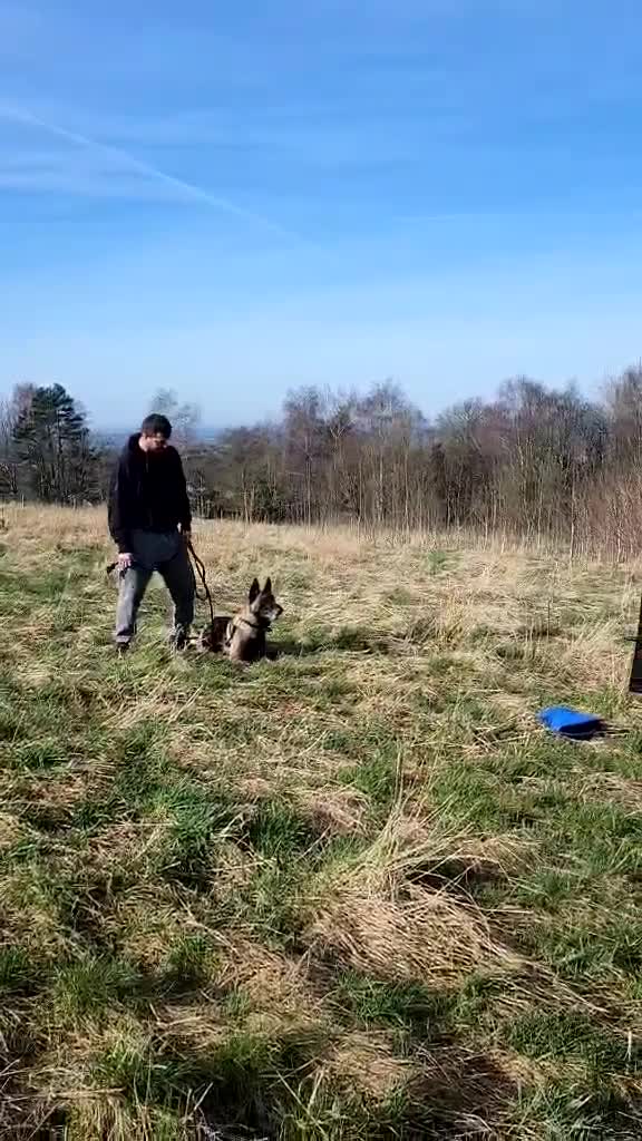Belgian Shepherd Dog dogs for sale: Belgian shepherd malinois, working security k9 - Video 4