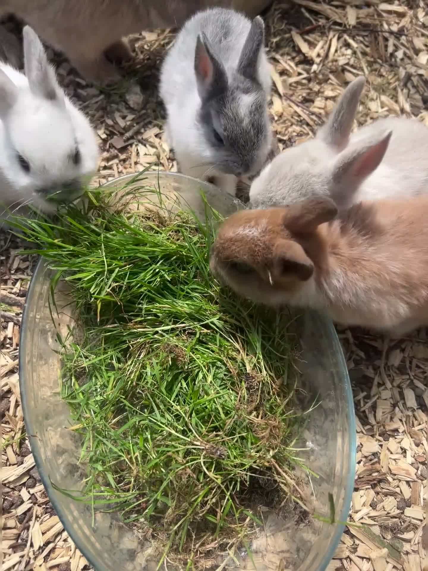 Netherland Dwarf rabbits for sale: Beautiful Purebred Netherland Dwarf Bunnies - Video 3