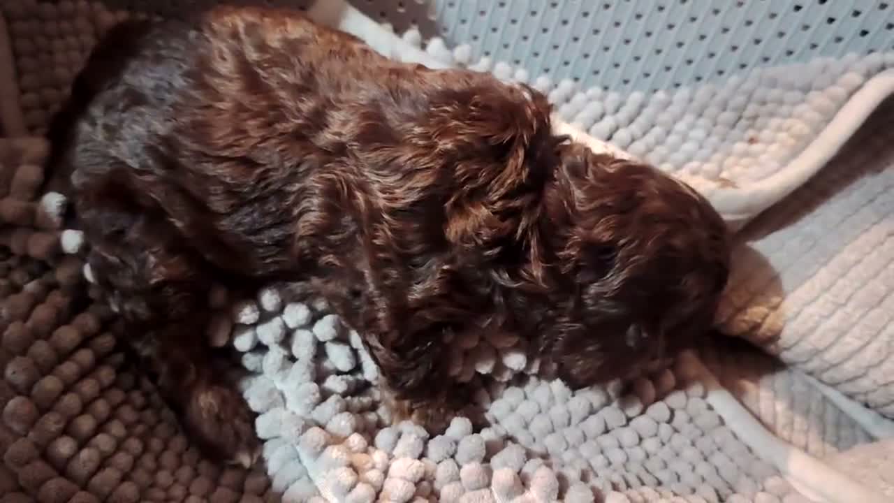 Cockapoo dogs for sale: Cookapoos - Video 3