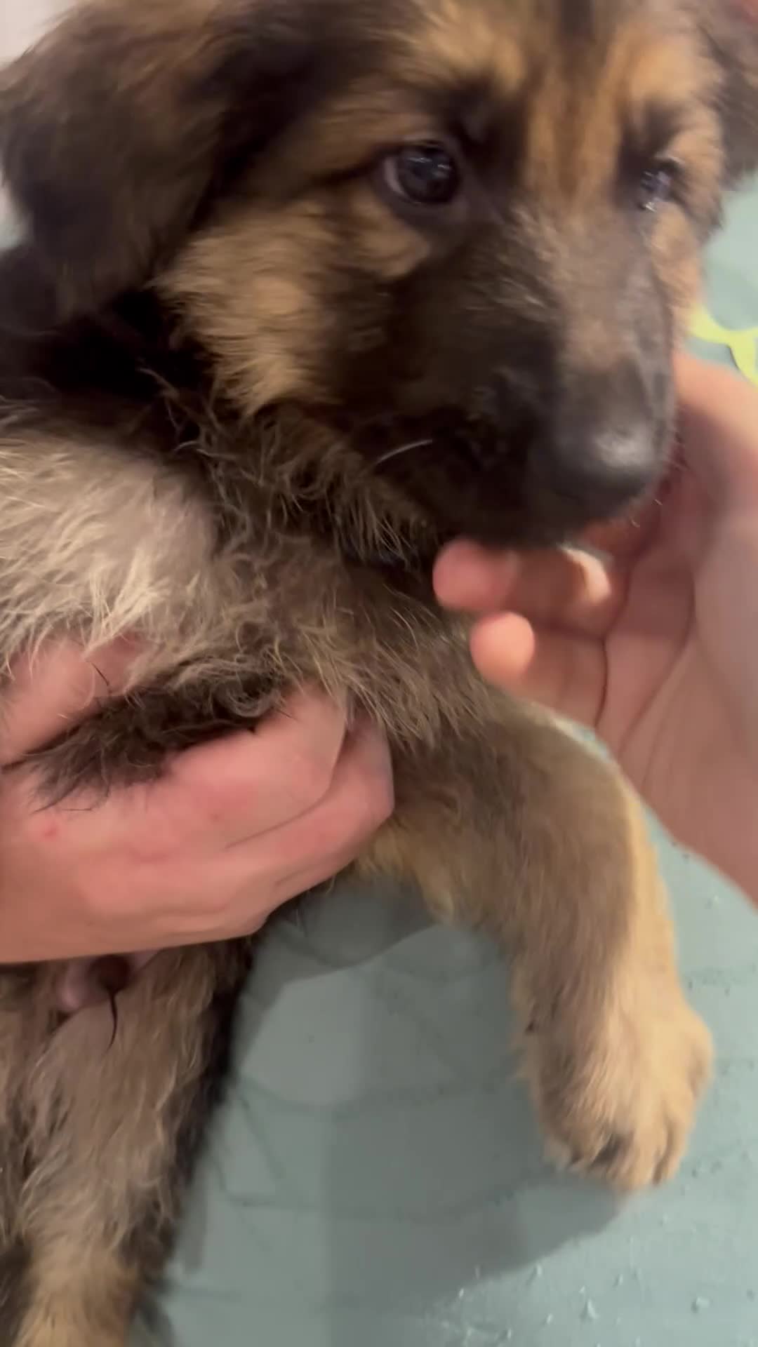 German Shepherd dogs for sale: German Shepherd puppies *Open to sensible offers* - Video 5