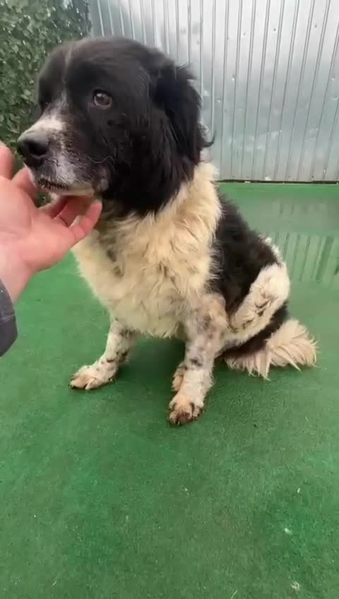Mixed Breed dogs for adoption: 💙🐾 Could Fred finally get a happy ending  - Video 1