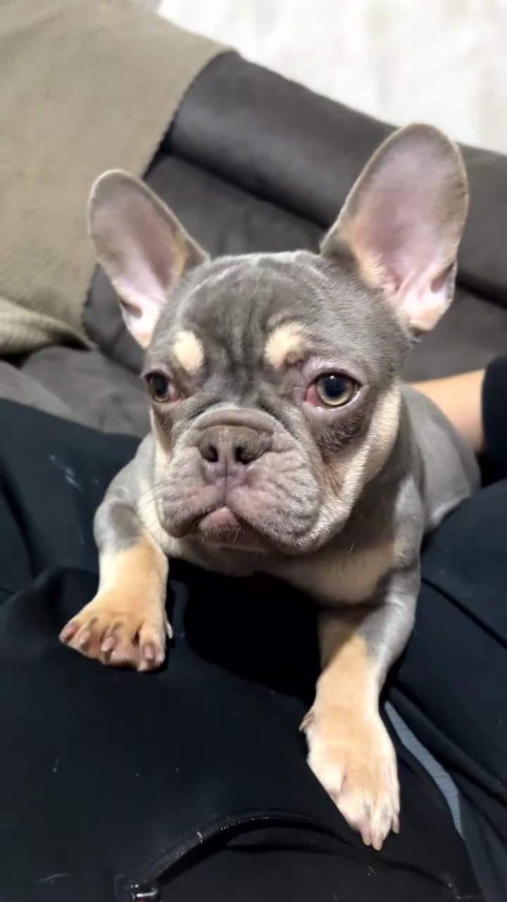 French Bulldog dogs for sale: BEAUTIFUL LILAC & TAN FEMALE FRENCH BULLDOG - Video 1
