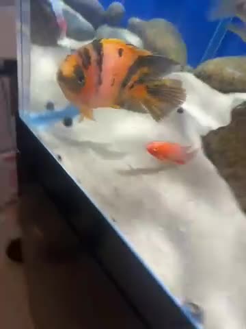 Cichlids fish for sale: Parrot cichlids  - Video 1