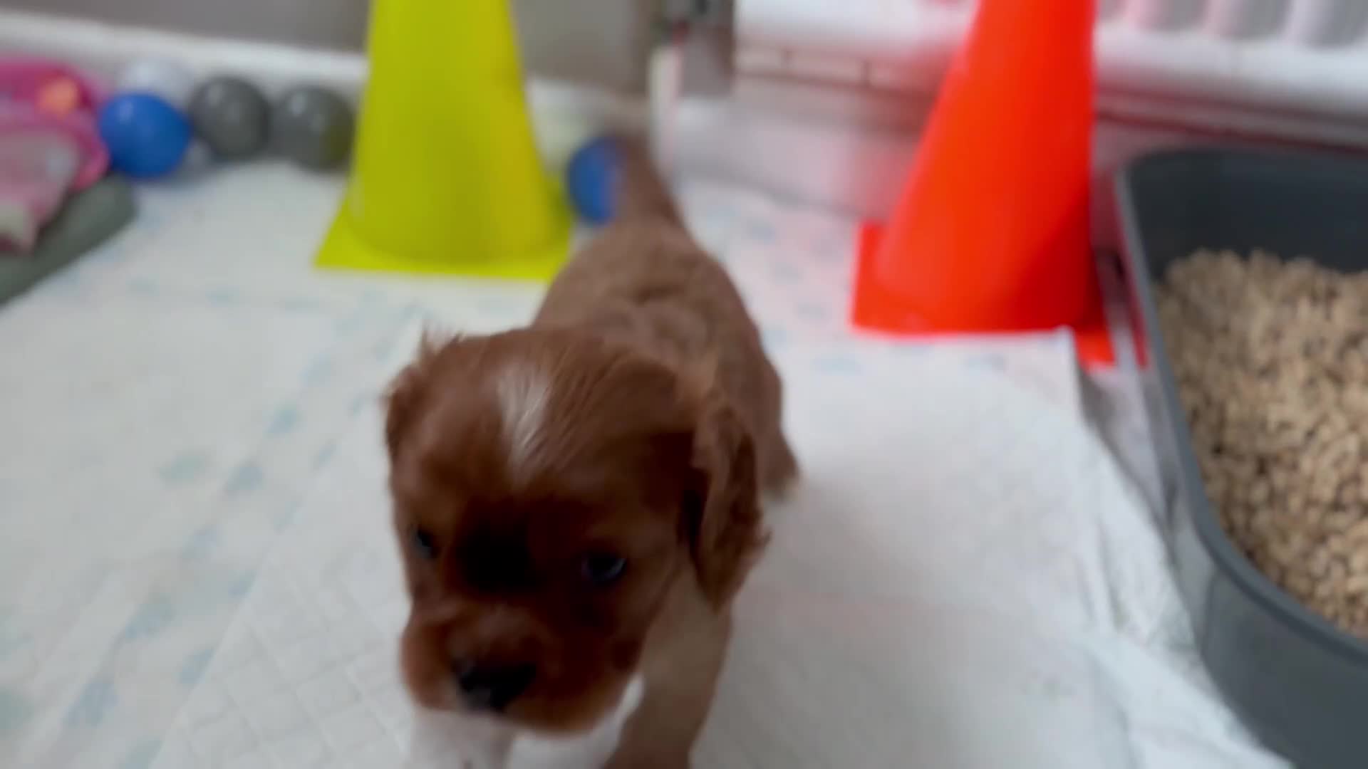 Cavalier King Charles Spaniel dogs for sale: KC reg 🍫parents/Eyes/heart&health certs - Video 5