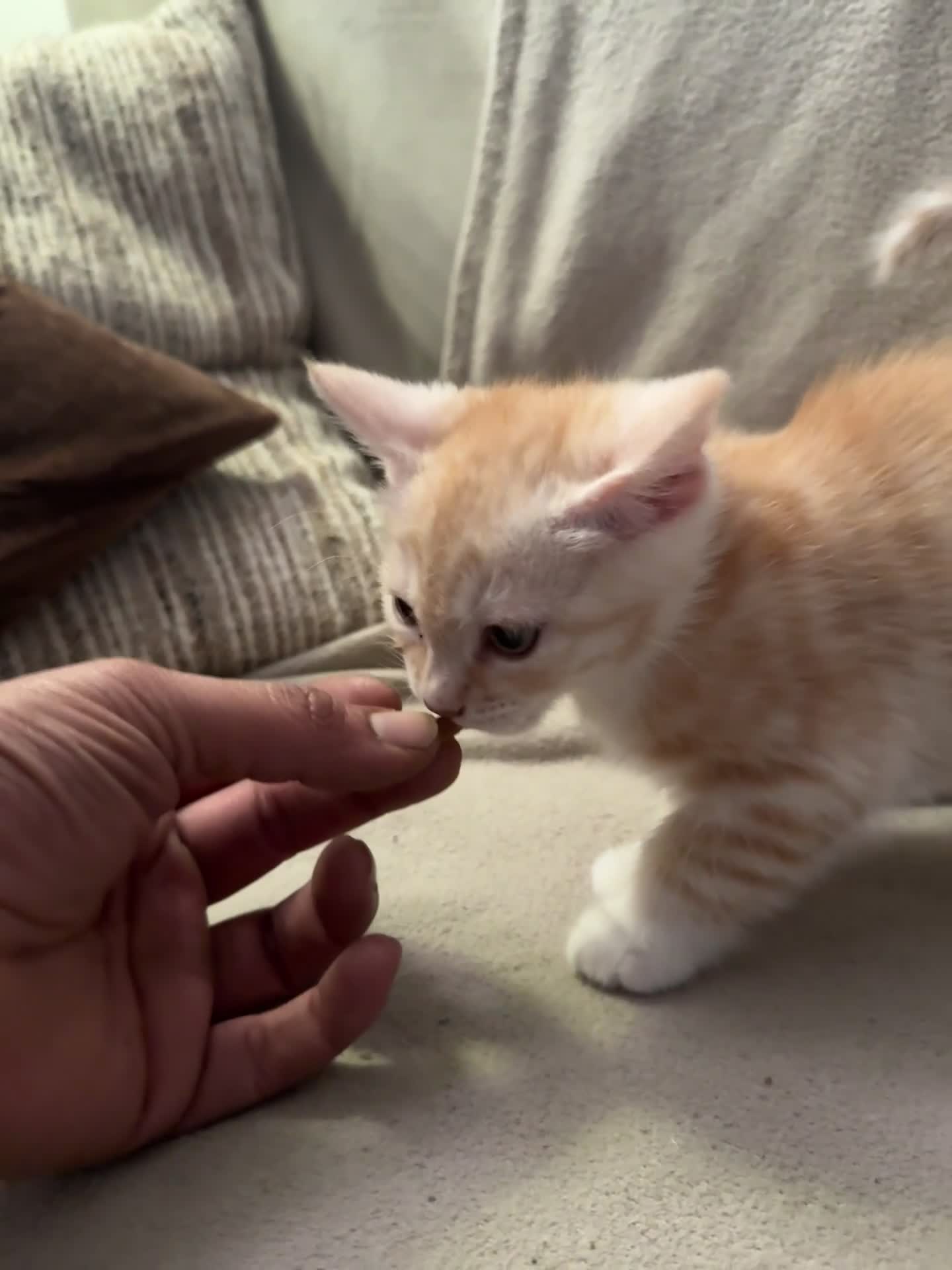 Mixed Breed cats for sale: Bengal and British shorthair short hair mix - Video 1