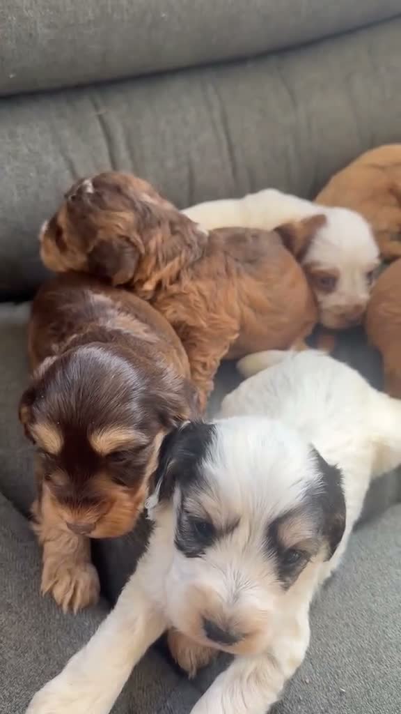Cockapoo dogs for sale: Cockapoo puppies in Fareham - Video 2