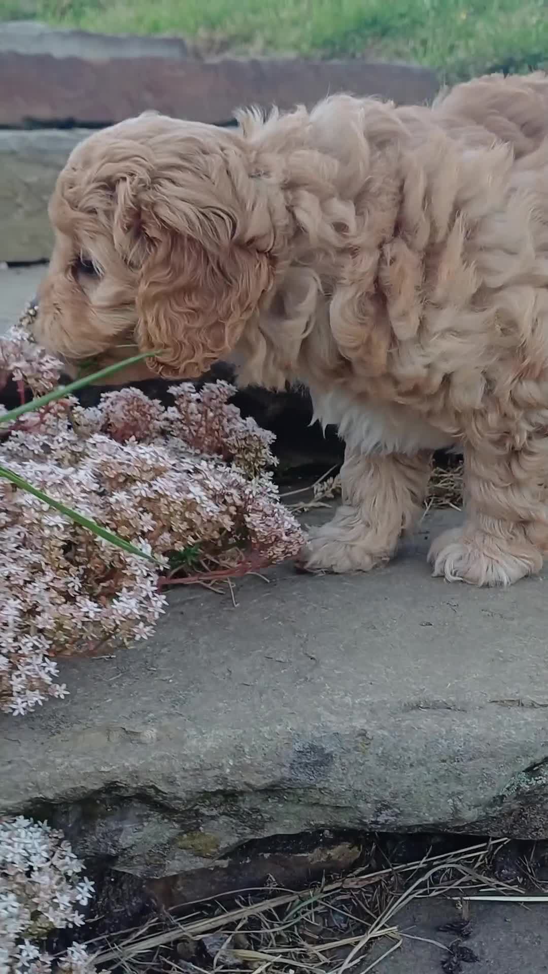 Cavapoo dogs for sale: Beautiful F1B Toy Cavapoo Puppies - Video 1