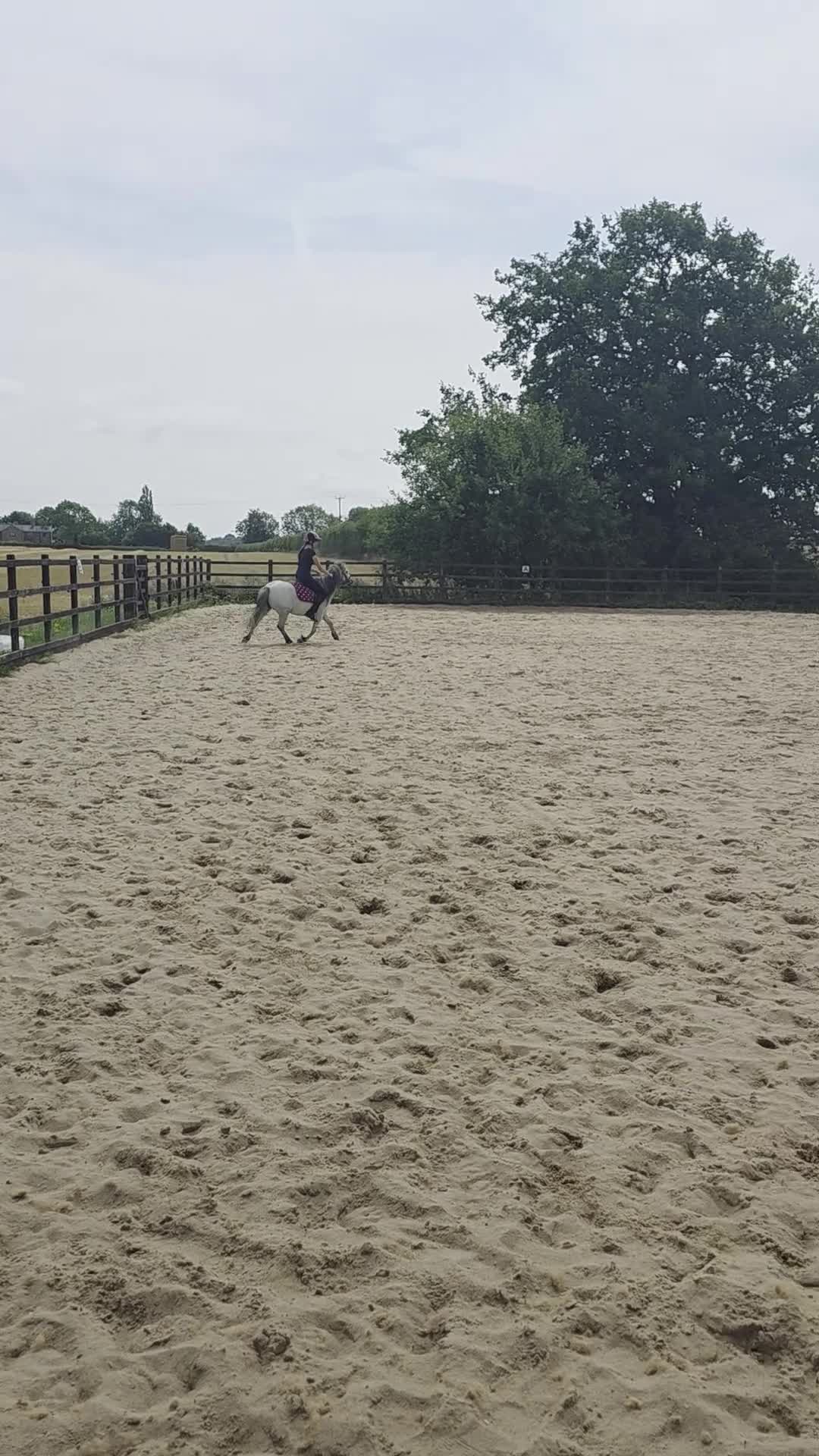 Welsh Section A horses for sale: Welsh a mare - Video 4