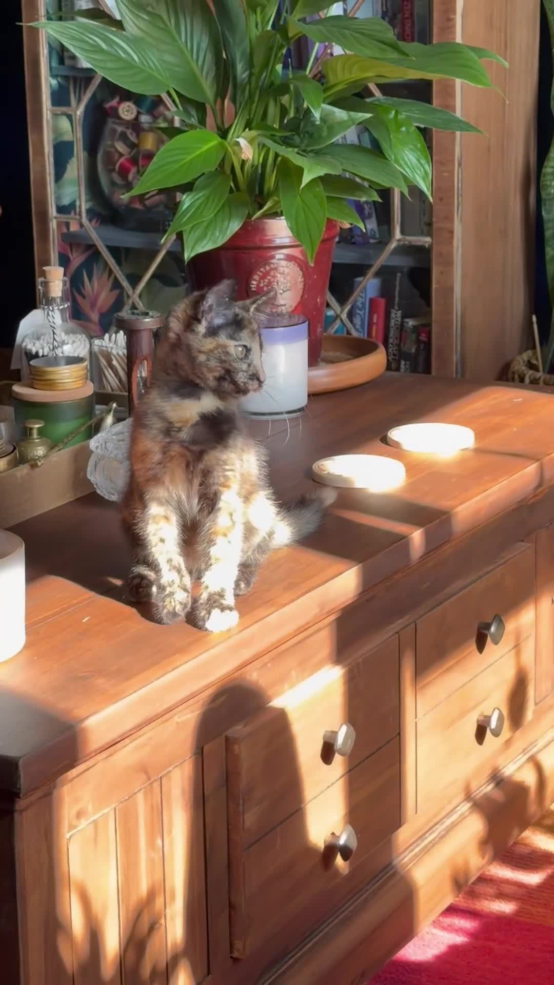 Mixed Breed cats for sale: Gorgeous mottled kitten  - Video 1