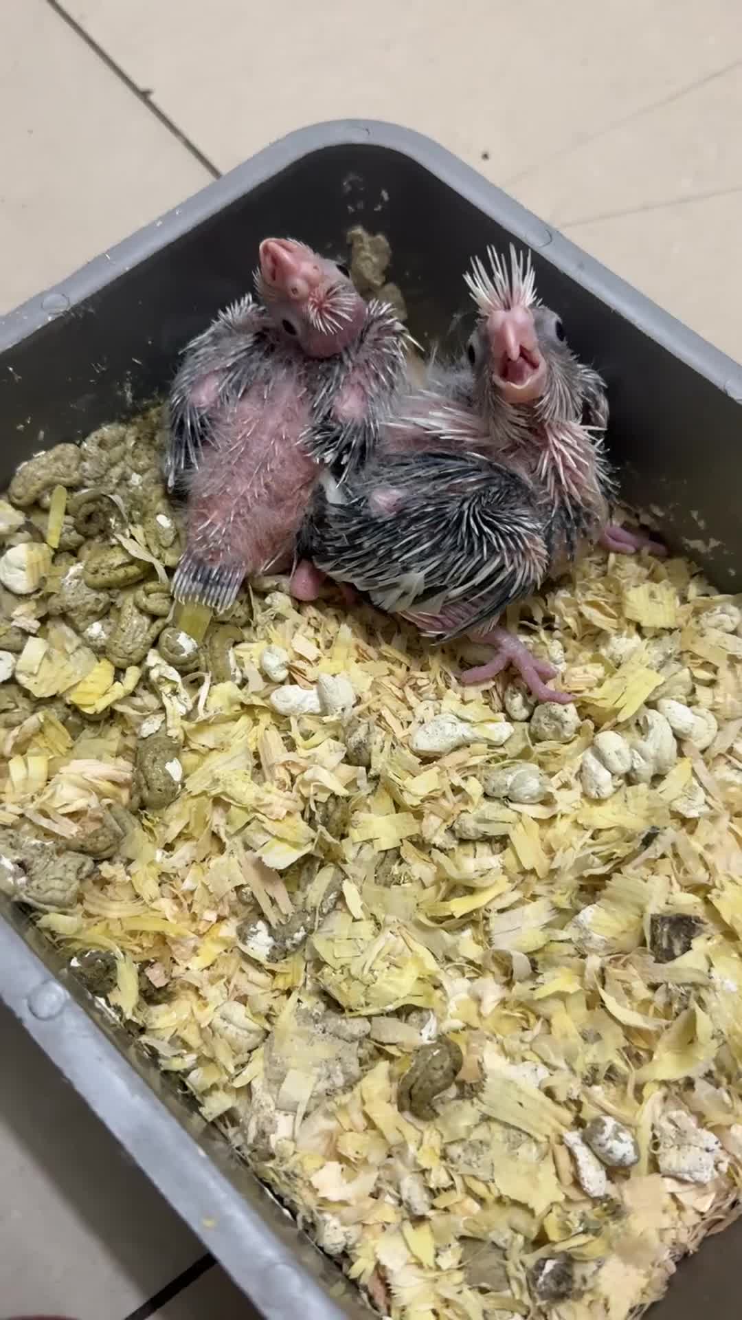 Cockatiels birds for sale: Cockatiel baby  - Video 1