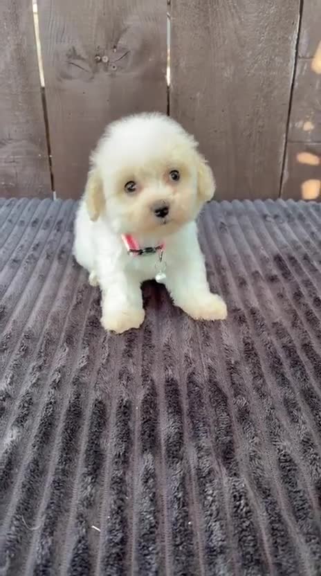 Miniature Poodle dogs for sale: Miniature poodles 2 boys 2 girls  - Video 3