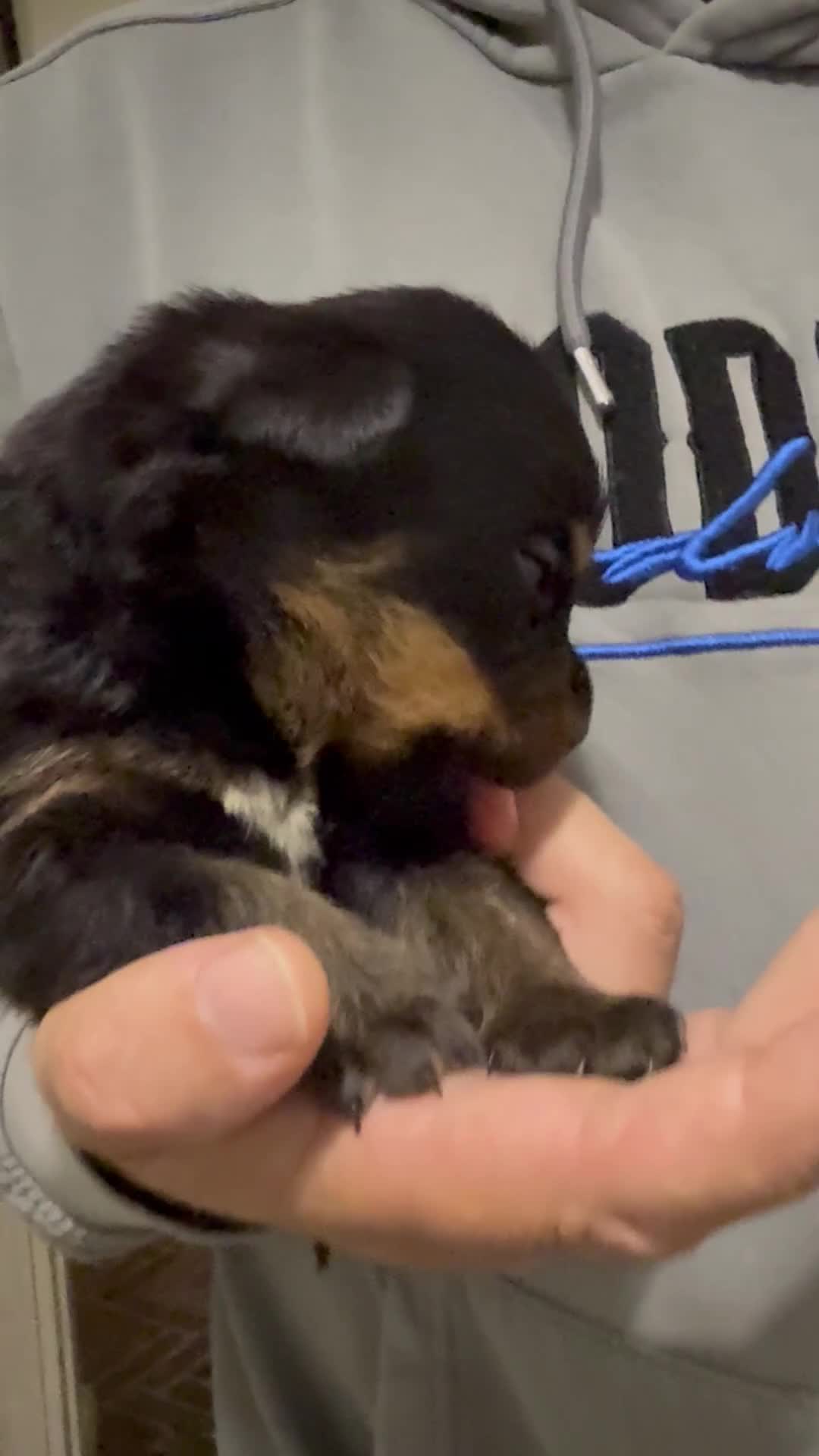 Rottweiler dogs for sale: KC Registered Litter of Rottweilers 💙💗 - Video 1