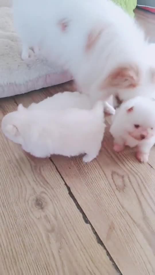 Pomeranian dogs for sale: Purebred teddy.bear Pomeranian  thick,double coat - Video 1