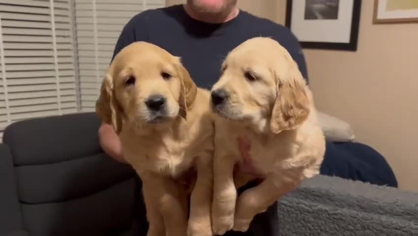 Golden Retriever dogs for sale: Fully health tested golden retriever puppys - Video 1