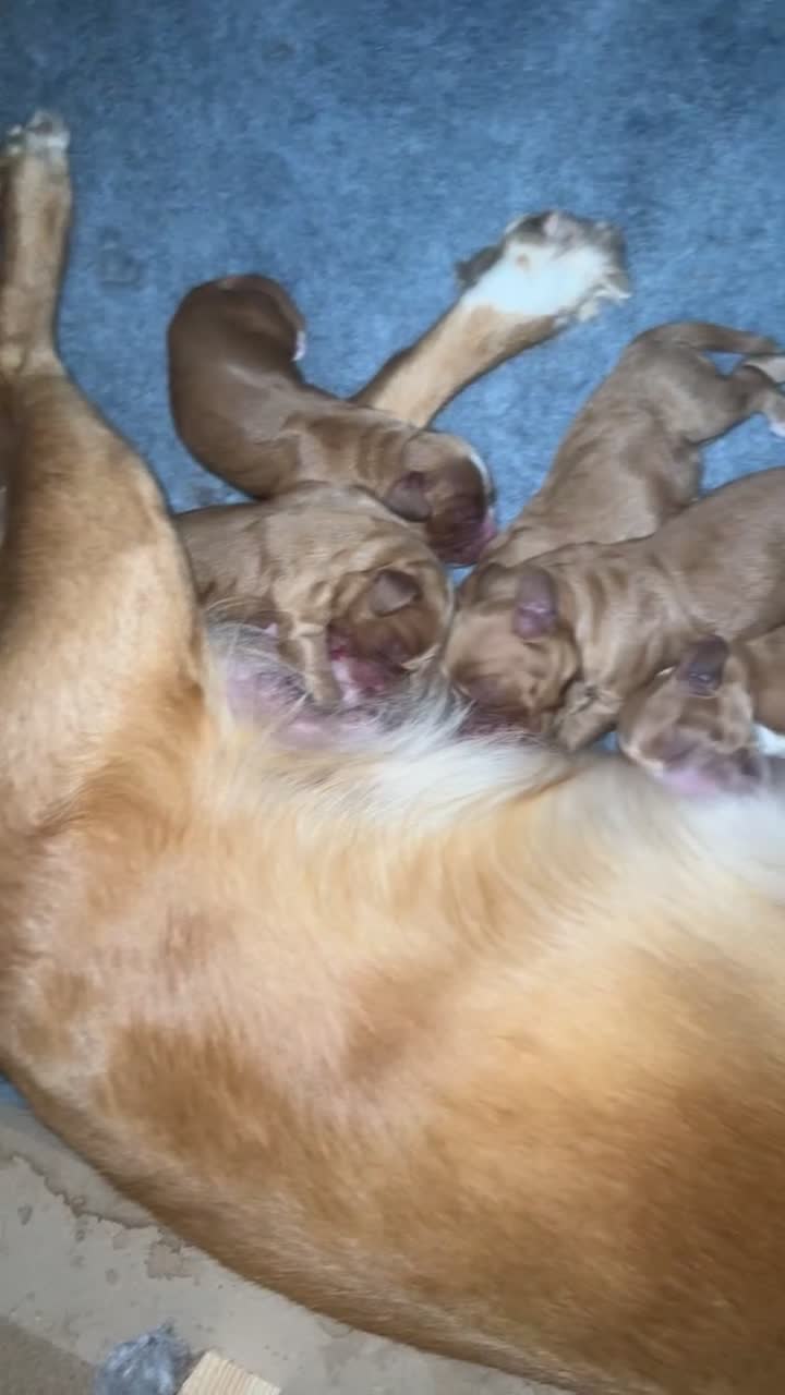 Cocker Spaniel dogs for sale: Stunning Working Cocker Spaniel Puppies - Video 1