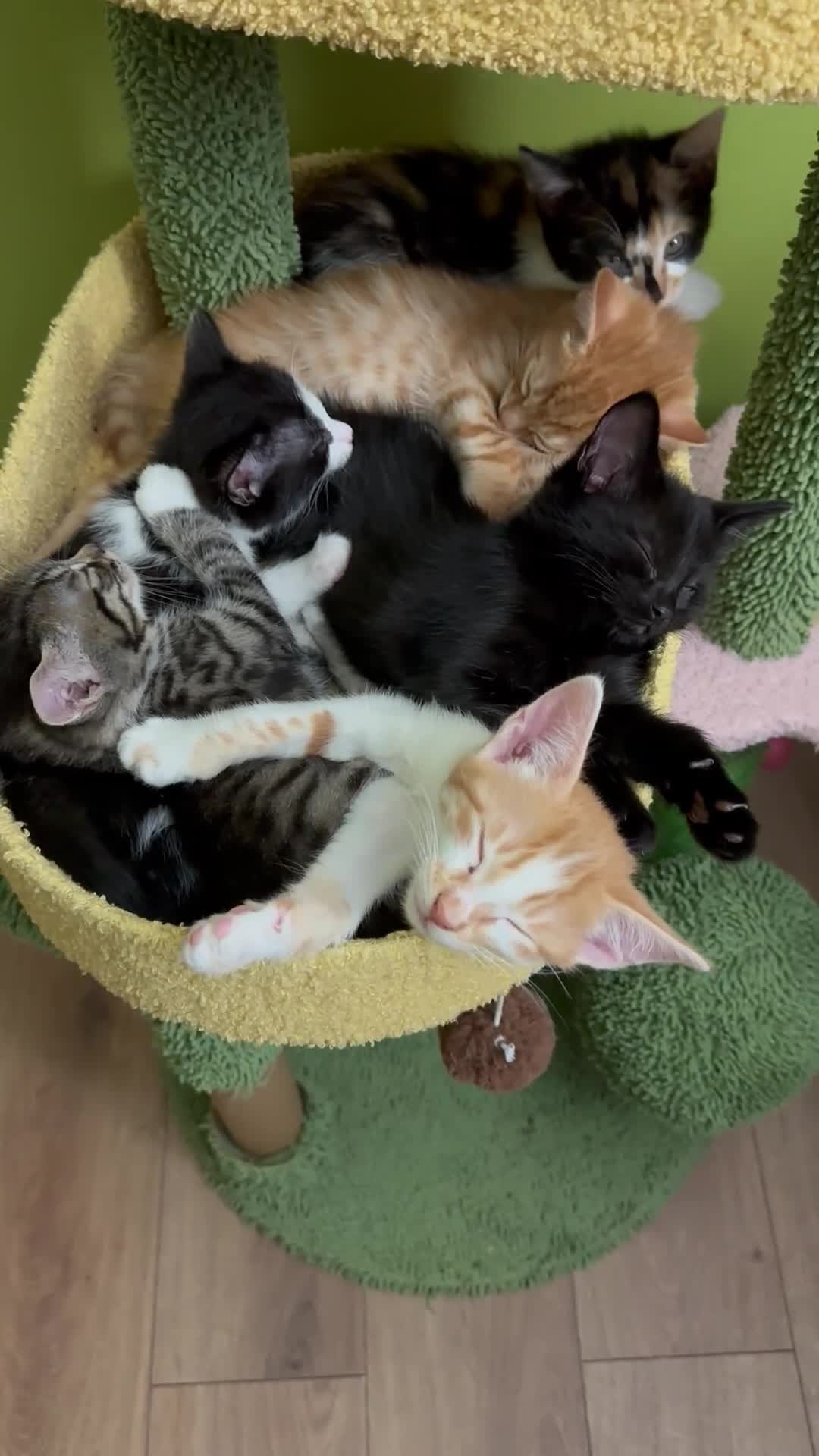 Mixed Breed cats for sale: Kittens from half Siamese mum - Video 4