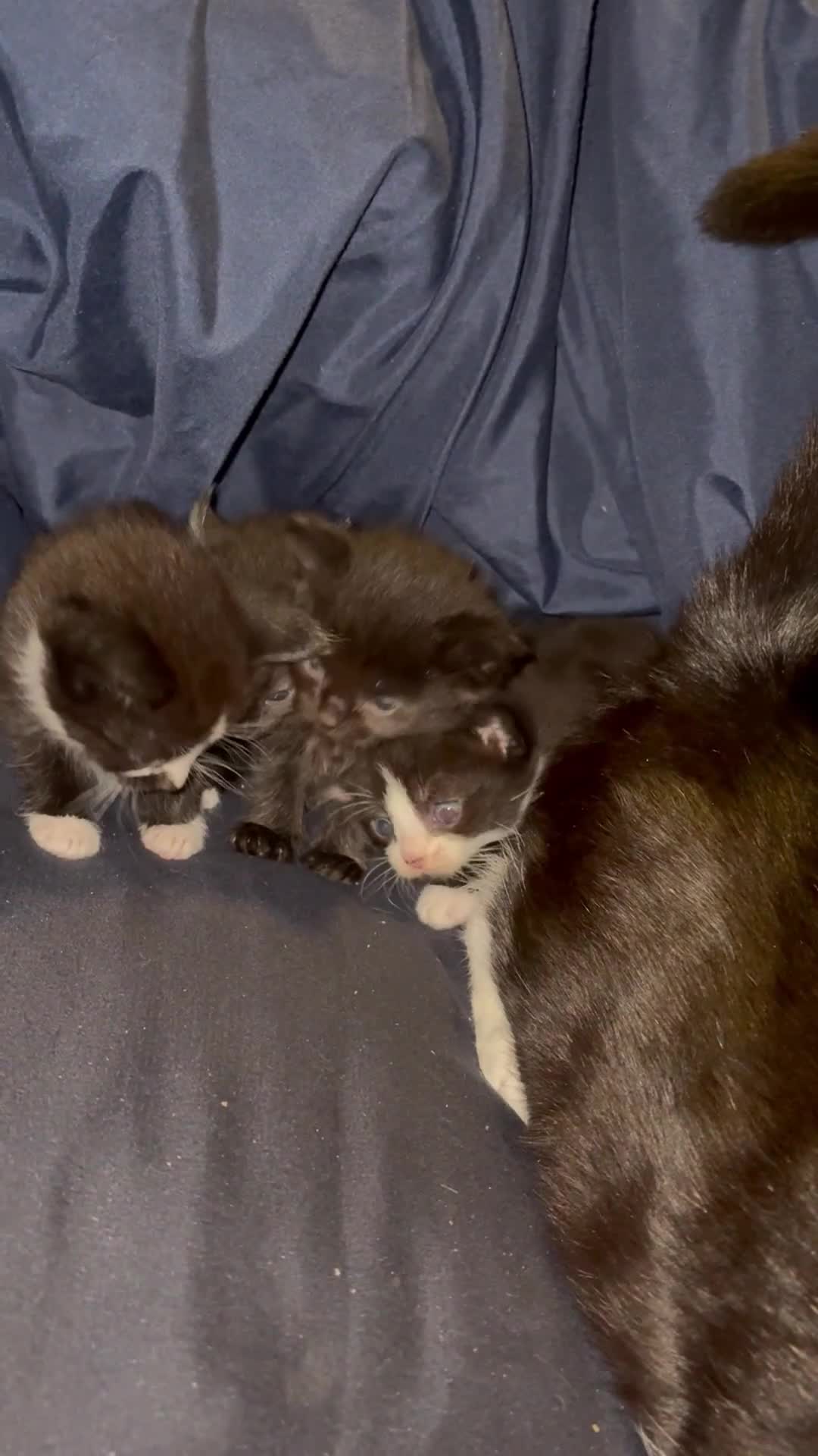 British Shorthair cats for sale: Kittens  - Video 1