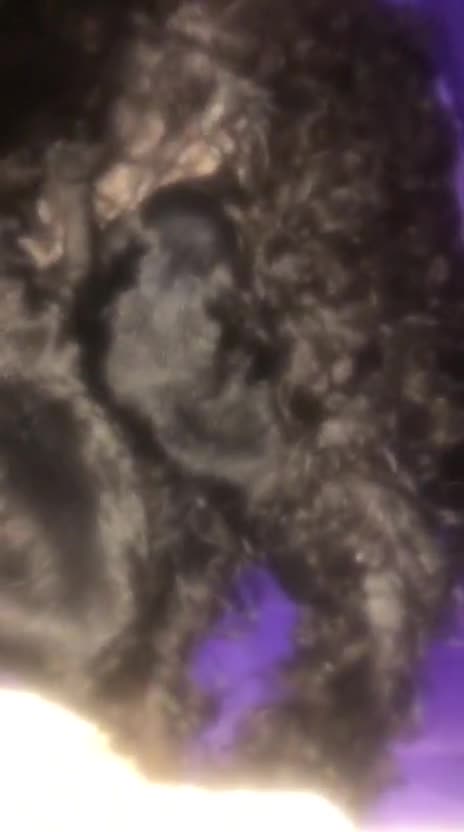 Maltipom dogs for sale: MALTIPOM  - Video 1