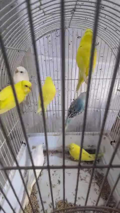 Budgerigars birds for sale: White and Yellow Budgies with Red Eyes - Video 1