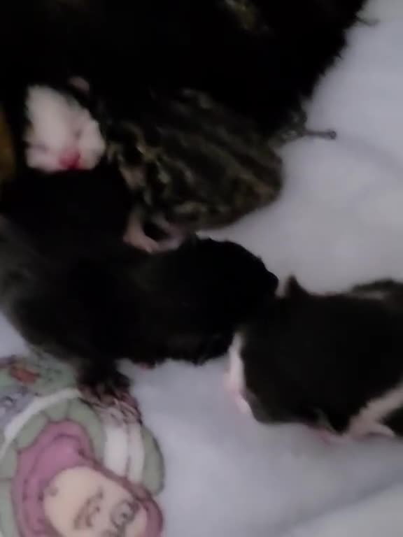 Mixed Breed cats for sale: Adorable kittens pending 🥰🫶🏻 - Video 3
