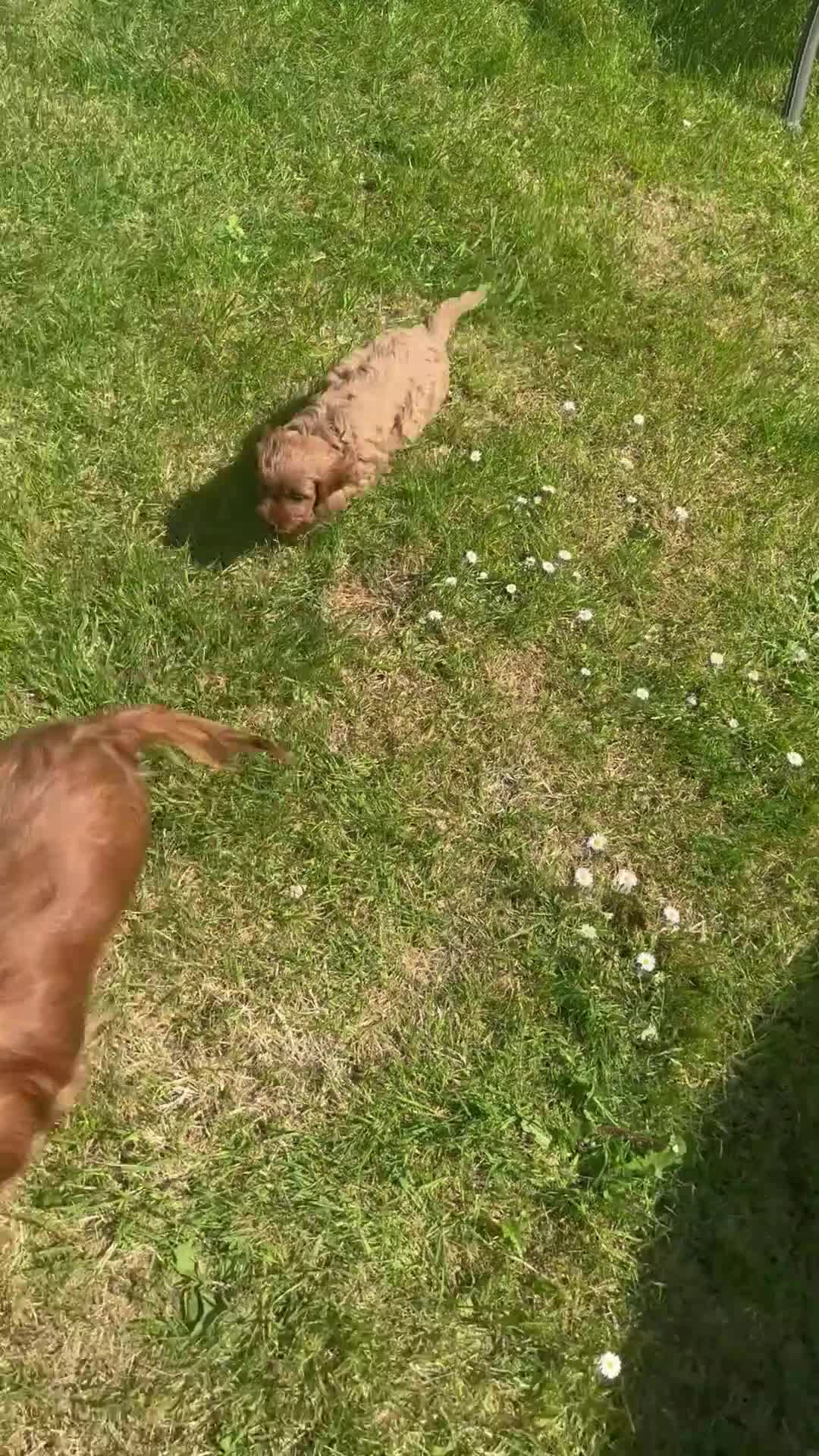Cavapoo dogs for sale: F1 DNA clear Cavapoo puppies  in Ystrad Meurig - Video 1