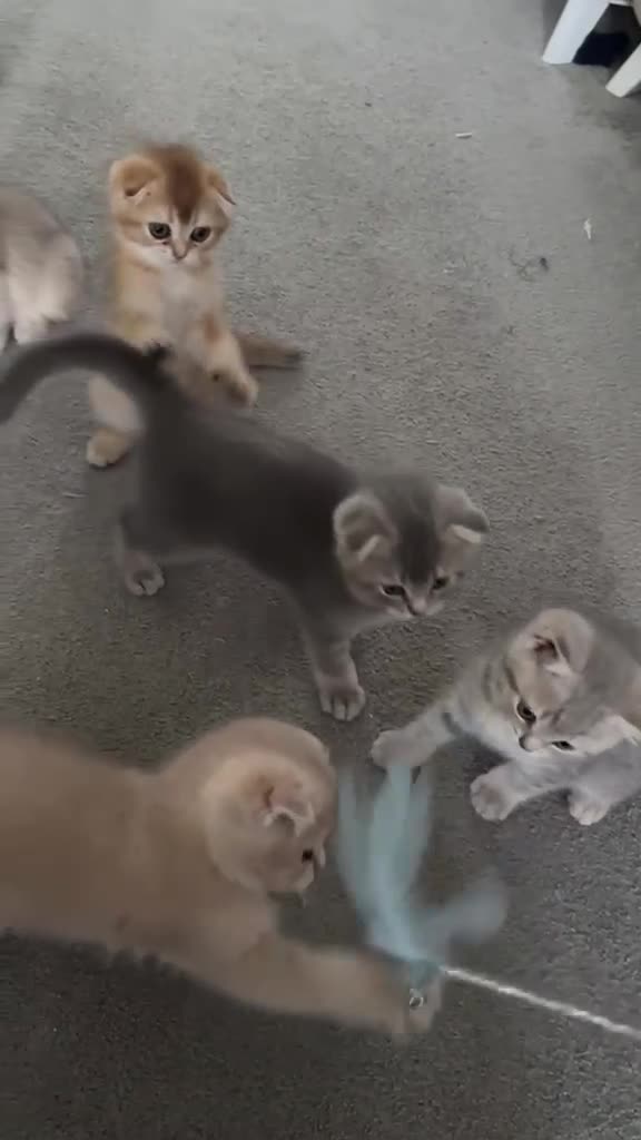 Scottish Fold cats for sale: TICA registered full pedigree Kittens - Video 2